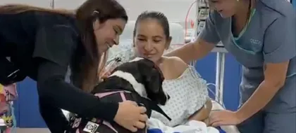 Imagen de Perros entrenados entran a la UCI de Clínica Las Américas Auna