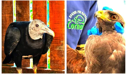 Imagen de Cornare atiende a dos aves silvestres heridas con perdigones en el Oriente antioqueño