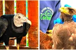 Imagen de Cornare atiende a dos aves silvestres heridas con perdigones en el Oriente antioqueño