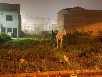 Imagen de Aprehenden en El Carmen de Viboral nueve equinos que deambulaban sin control