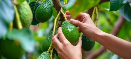 Imagen de Antioquia concentra el 36 % del aguacate Hass registrado