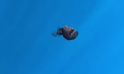 Video: graban al pez conocido como ‘diablo negro’ por primera vez en las profundidades