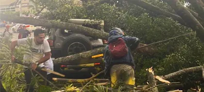 Imagen de  “Factores como fuertes vientos no han sido suficientemente analizados”: SAI sobre desplome de árboles en Medellín