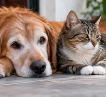 La vejez ya no es motivo para sacrificar animales en Colombia: conozca los casos en los que se permite la eutanasia