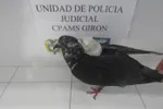 Imagen de Interceptan paloma que transportaba cables de cargadores a una cárcel