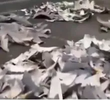 Capturado por almacenar 4.235 aletas de tiburón en Tumaco