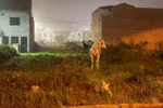 Imagen de Aprehenden en El Carmen de Viboral nueve equinos que deambulaban sin control