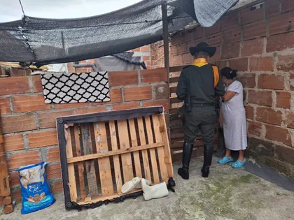 Imagen de  Autoridades rescataron cuatro perros víctimas de maltrato en Medellín