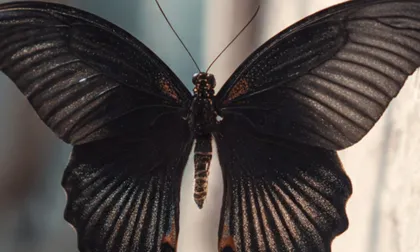 El misterio de las mariposas negras