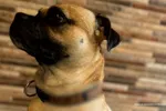 Imagen de Hombre fue condenado por maltrato reiterado contra un perro en Envigado