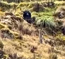 Avistan oso de anteojos en Palmira
