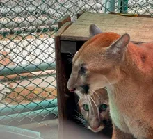 Dos pumas regresaron a la libertad en Cauca
