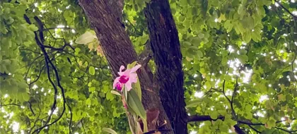 Imagen de  Medellín recibe donación de 800 orquídeas para embellecer espacios públicos y preservar la biodiversidad