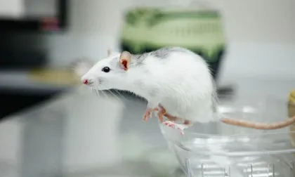 Descubren la neurona más larga en un ratón