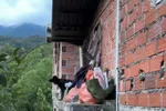Imagen de Rescatan a un perro víctima de maltrato animal en San Carlos
