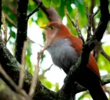 Buscan recertificación de “Ciudades de las Aves” en el Valle