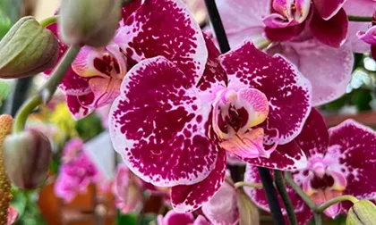 Caliorquídeas 2026 llega al Orquideorama