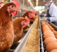 Producción de pollo pierde impulso