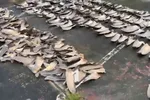 Imagen de Detienen a un hombre por almacenar más de 4200 aletas de tiburón en Tumaco