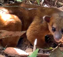 Así regresaron a su hábitat en el Valle cinco animales atendidos por la CVC