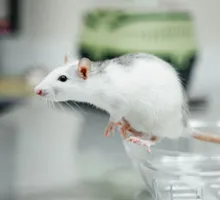 Descubren la neurona más larga en un ratón