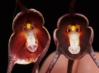 Imagen de  Descubren en Urrao la Dracula colombiana, una nueva orquídea para la ciencia