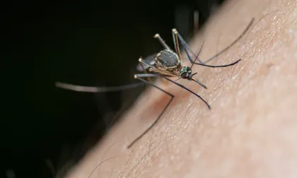 Cómo defendernos de los mosquitos: qué funciona y qué no contra la plaga veraniega