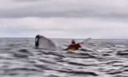 Video: ballena tragó a un hombre que practicaba trail boat