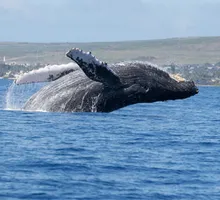 Colombia consolida su liderazgo internacional en la protección y defensa de las ballenas