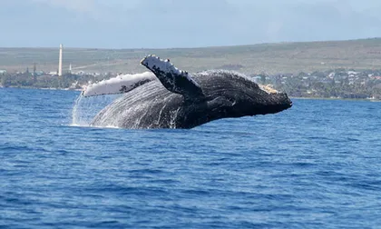 Colombia consolida su liderazgo internacional en la protección y defensa de las ballenas