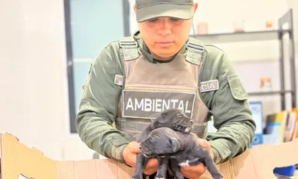 Policía rescató ocho cachorros que presuntamente vendían en un separador vial de Cali: esto pasará con los animales