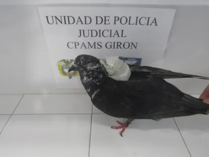 Imagen de Interceptan paloma que transportaba cables de cargadores a una cárcel