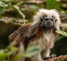 Coalición internacional para recuperar las especies amenazadas