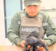 Policía rescató ocho cachorros que presuntamente vendían en un separador vial de Cali: esto pasará con los animales