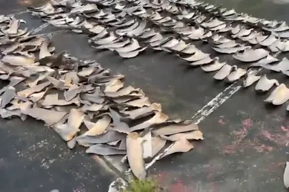 Imagen de Detienen a un hombre por almacenar más de 4200 aletas de tiburón en Tumaco