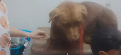 Imagen de Hallan perro con graves heridas en zona rural de La Unión